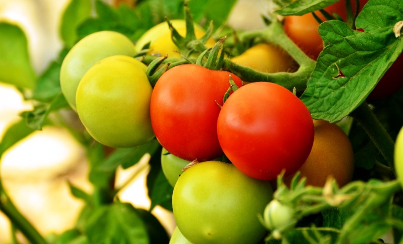 alimentos