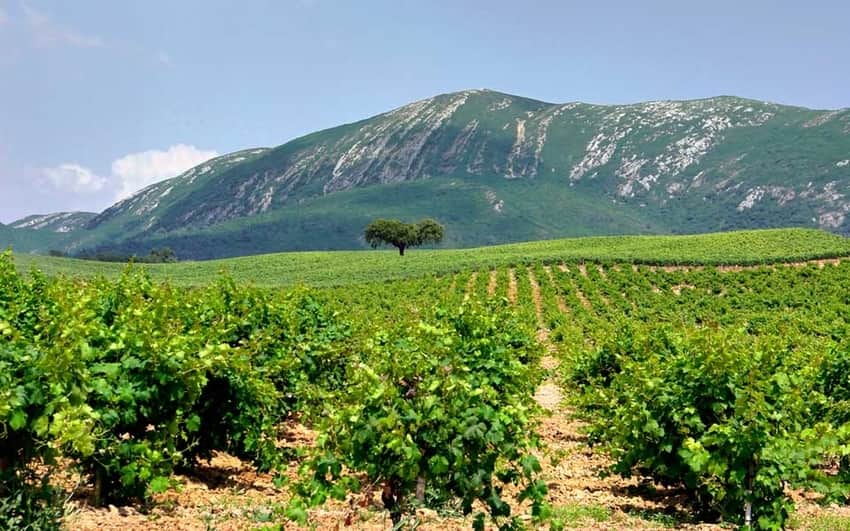 vinhos