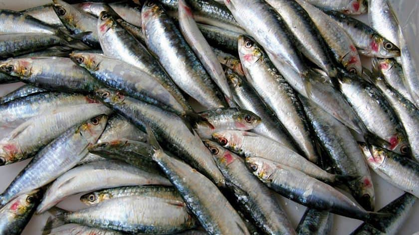 sardinha