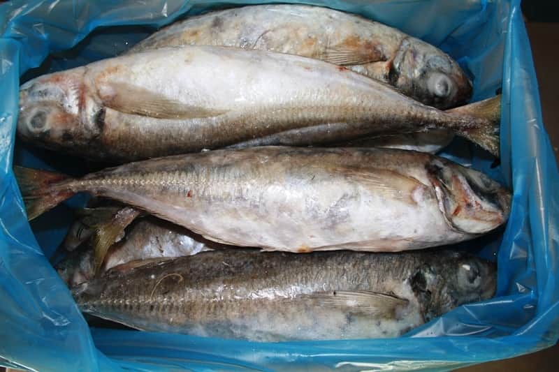 carapau