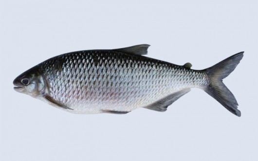 peixe