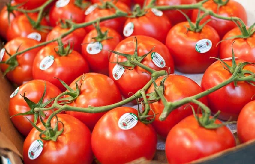 tomates