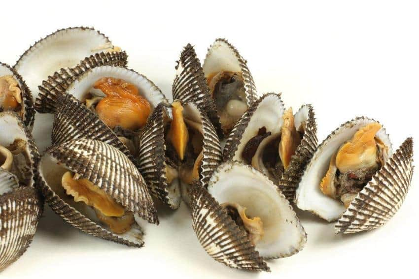 bivalves 