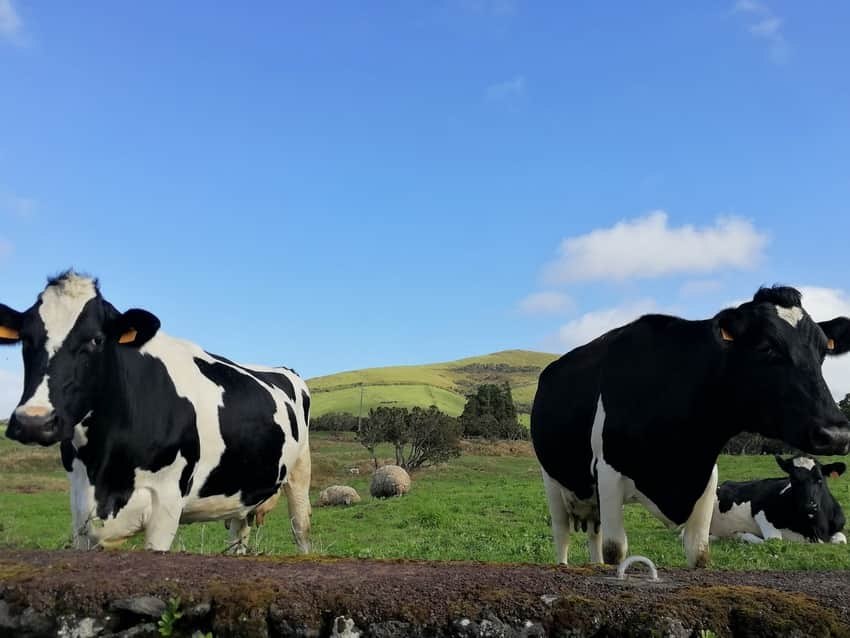 Açores leite biológico