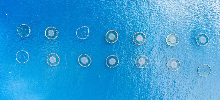 Aquacultura: uma visão global para um consumo local