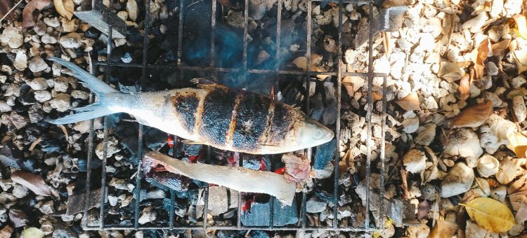 Consumo de pescado selvagem e aquacultura: riscos e benefícios